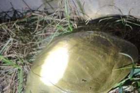 夜钓时如何利用肥水提高钓鱼效率？肥水钓鱼有哪些常见问题？