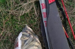 封竿钓鱼的方法和技巧是什么？如何提高钓鱼效率？