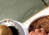 干旱时期水位低如何钓鱼？掌握这些技巧轻松应对！