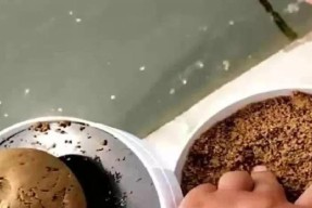 干旱时期水位低如何钓鱼？掌握这些技巧轻松应对！