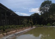 废弃荒塘钓鱼技巧有哪些？如何提高钓鱼成功率？