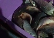 河里夜钓鲫鱼技巧有哪些？如何提高夜钓鲫鱼的成功率？