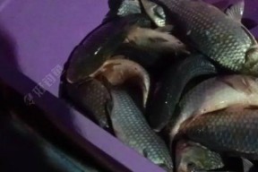 河里夜钓鲫鱼技巧有哪些？如何提高夜钓鲫鱼的成功率？