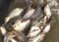 浮水钓黑坑调漂方法和技巧教程？如何快速掌握？