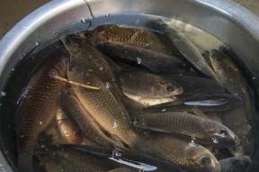 初春钓野生鲫鱼技巧有哪些？如何提高钓鲫鱼的成功率？