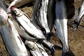 浮钩钓翘嘴鱼技巧有哪些？如何提高钓获率？