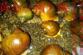 福寿螺钓鱼技巧有哪些？如何提高钓鱼成功率？