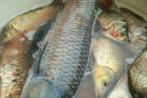 玉米夜钓技巧（挑选合适的饵料和钓点）