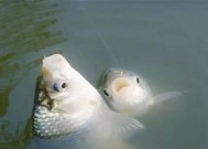 河水滑铅钓鱼技巧是什么？如何提高钓鱼成功率？