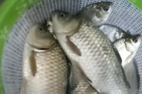 冬天手竿钓鱼技巧野钓鲫（冬日捕鲫）