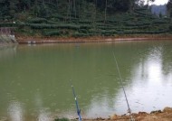 浮游矶钓钓草鱼有哪些技巧？如何提高钓草鱼的成功率？