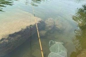 捕鱼小技巧野钓有哪些？如何提高野钓的捕鱼效率？