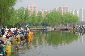 城市排水河里钓鱼技巧是什么？如何提高钓鱼成功率？