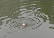 河流死水钓鱼技巧有哪些？如何提高钓鱼成功率？