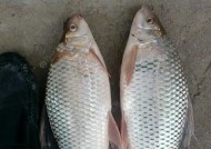河里流水钓土鲮鱼技巧有哪些？如何提高钓获率？