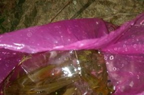 夏夜钓黄颡骨技巧（掌握这一技巧）