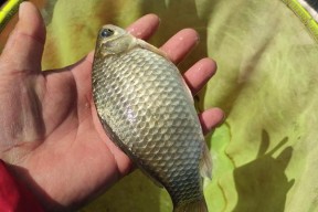 钓鱼新手必备的技巧？如何快速掌握钓鱼要领？