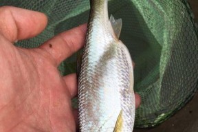 河里野钓白条技巧和方法是什么？如何提高钓白条的成功率？
