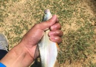 河流钓鱼技巧讲解？如何提高河流钓鱼的成功率？