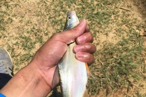 河流钓鱼技巧讲解？如何提高河流钓鱼的成功率？