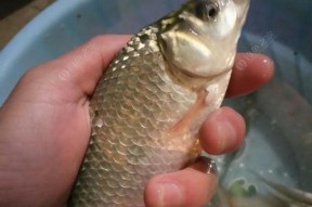 河水野钓鲫鱼技巧及方法是什么？如何提高钓鲫鱼的成功率？