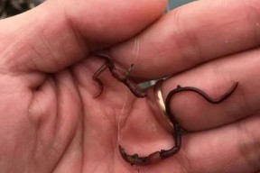 肥水塘钓鱼用蚯蚓技巧是什么？如何提高蚯蚓钓鱼的成功率？