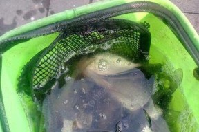 东台河里钓鱼技巧有哪些？如何提高钓鱼成功率？