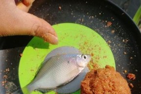 如何掌握钓鱼时拉饵的看漂技巧？常见问题有哪些？