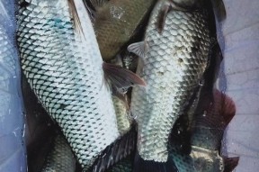 飞来湖手竿钓鱼技巧有哪些？如何提高钓鱼成功率？