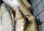 钓草鱼浮钓技巧有哪些？如何提高浮钓草鱼的成功率？