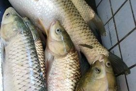 钓草鱼浮钓技巧有哪些？如何提高浮钓草鱼的成功率？