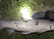 飞蝇钩夜钓技巧有哪些？如何提高夜钓成功率？