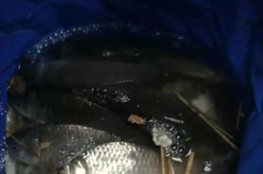 水库夜钓大鲤技巧与方法（钓鲤技巧）
