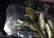 夜钓黄鸭技巧教程（掌握夜钓技巧）