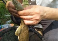 夜钓甲鱼的最佳方法和技巧（探寻夜晚下甲鱼的秘密）