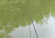 草鱼垂钓技巧教学？如何提高钓获率？