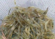如何使用河虾作为鱼饵进行挂钩钓鱼？常见问题有哪些？