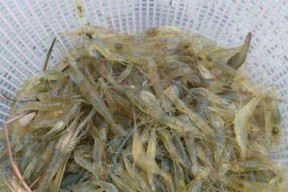 如何使用河虾作为鱼饵进行挂钩钓鱼？常见问题有哪些？