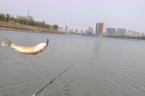 如何正确投放钓鱼鱼饵？掌握这些技巧提高钓鱼成功率！