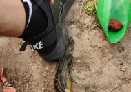 河流钓鱼做窝技巧有哪些？如何提高钓鱼成功率？