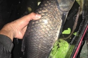 夜钓大物切线技巧教学（打造高效夜钓装备）