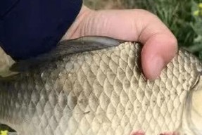钓鱼逗钓的手法和技巧有哪些？如何提高钓鱼成功率？