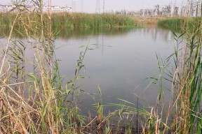 冬天野塘钓鱼技巧（挑战寒冷）