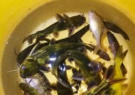 夜钓黄骨鱼有哪些技巧？荷花池夜钓黄骨鱼需要注意什么？