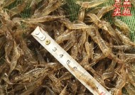 黑壳虾钓鱼技巧和方法有哪些？如何提高钓获率？