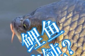 北方冬季钓鲤鱼的技巧与方法（冬季北方钓鲤鱼要点解析、技法分享与实操指南）