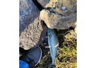 浮游矶钓飞鱼技巧有哪些？如何提高飞鱼钓获率？