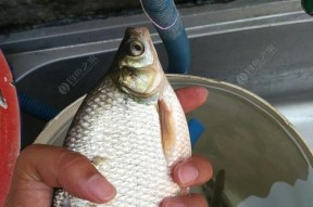 如何制作钓白条鱼的饵料？有哪些高效制作方法？