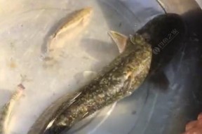 饵料钓鱼正确方法与技巧是什么？如何提高钓鱼技巧？
