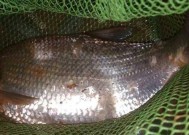河里夜钓拉饵钓翘嘴和鳊鱼技巧是什么？如何提高成功率？